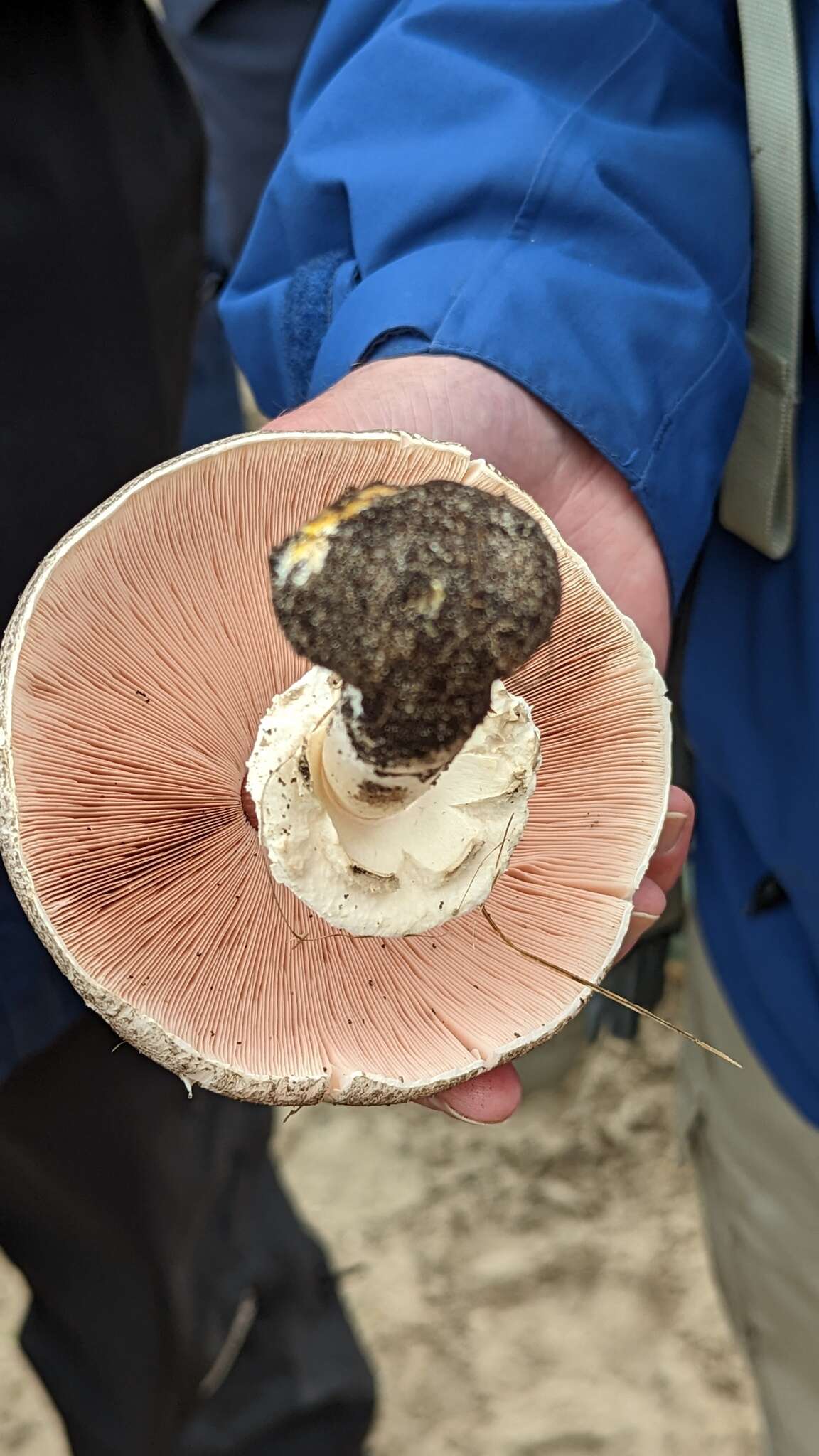 Image of Dark scaled mushroom