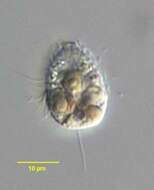 Image of Urotricha farcta Claparède & Lachmann 1859