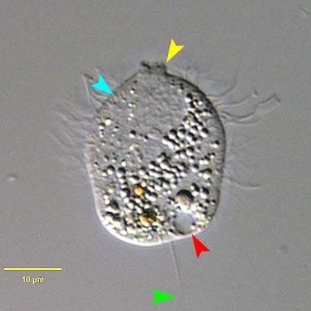 Image of Urotricha farcta Claparède & Lachmann 1859