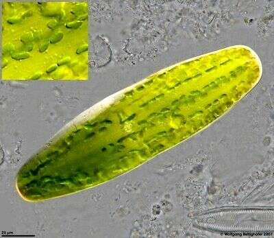 Image of Netrium (Naegeli) Itzigsohn & Rothe 1856