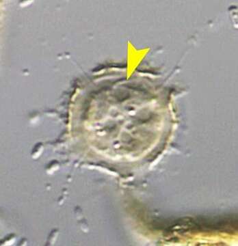 Image de Microcometes paludosa Cienkowski 1876