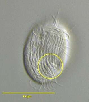 Image of Chlamydonellopsis Blatterer & Foissner 1990