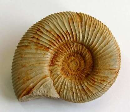 Image of Ammonites