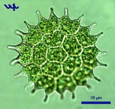 Image of Pseudopediastrum boryanum var. longicorne