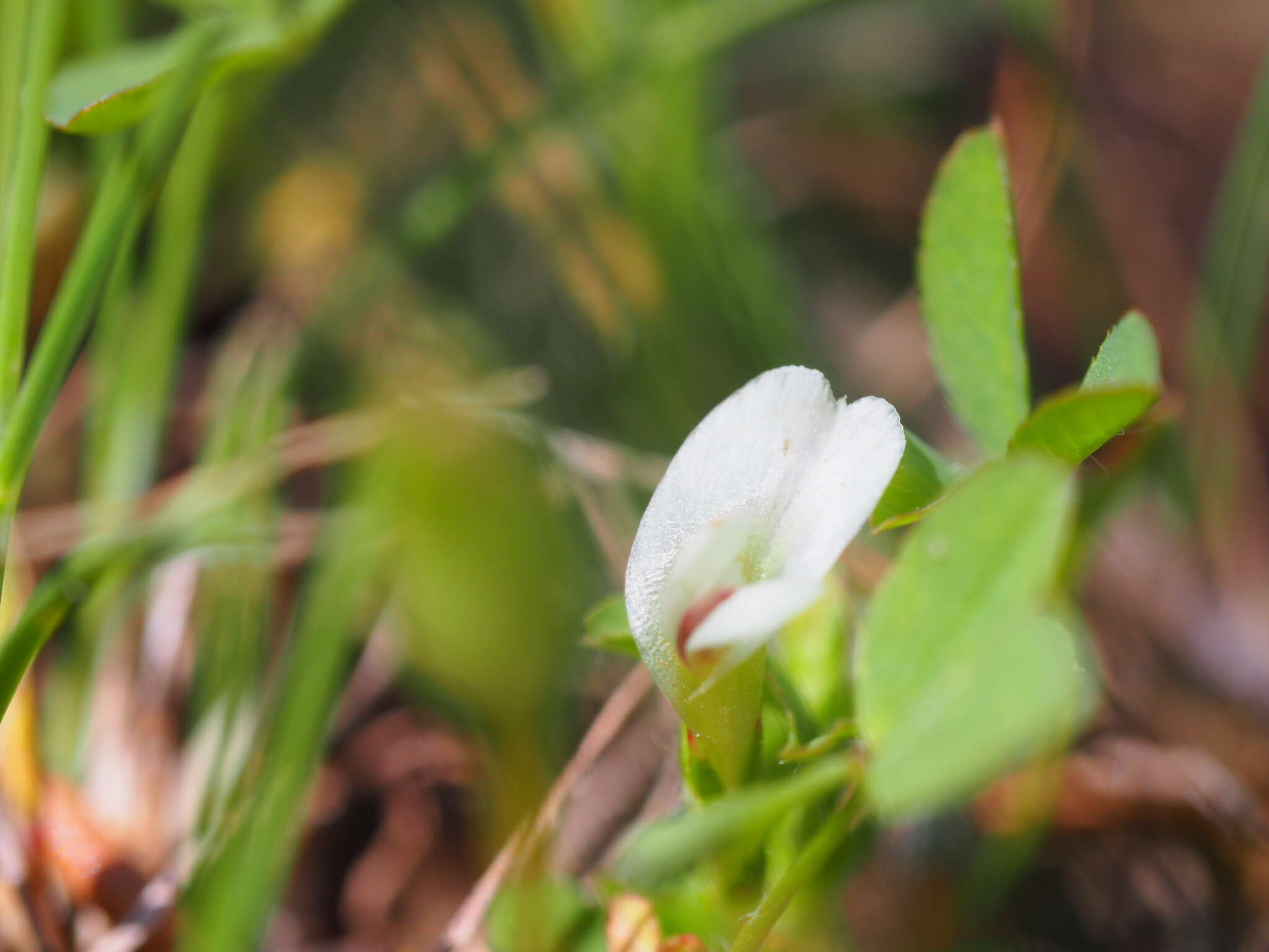 Image of mountain carpet clover