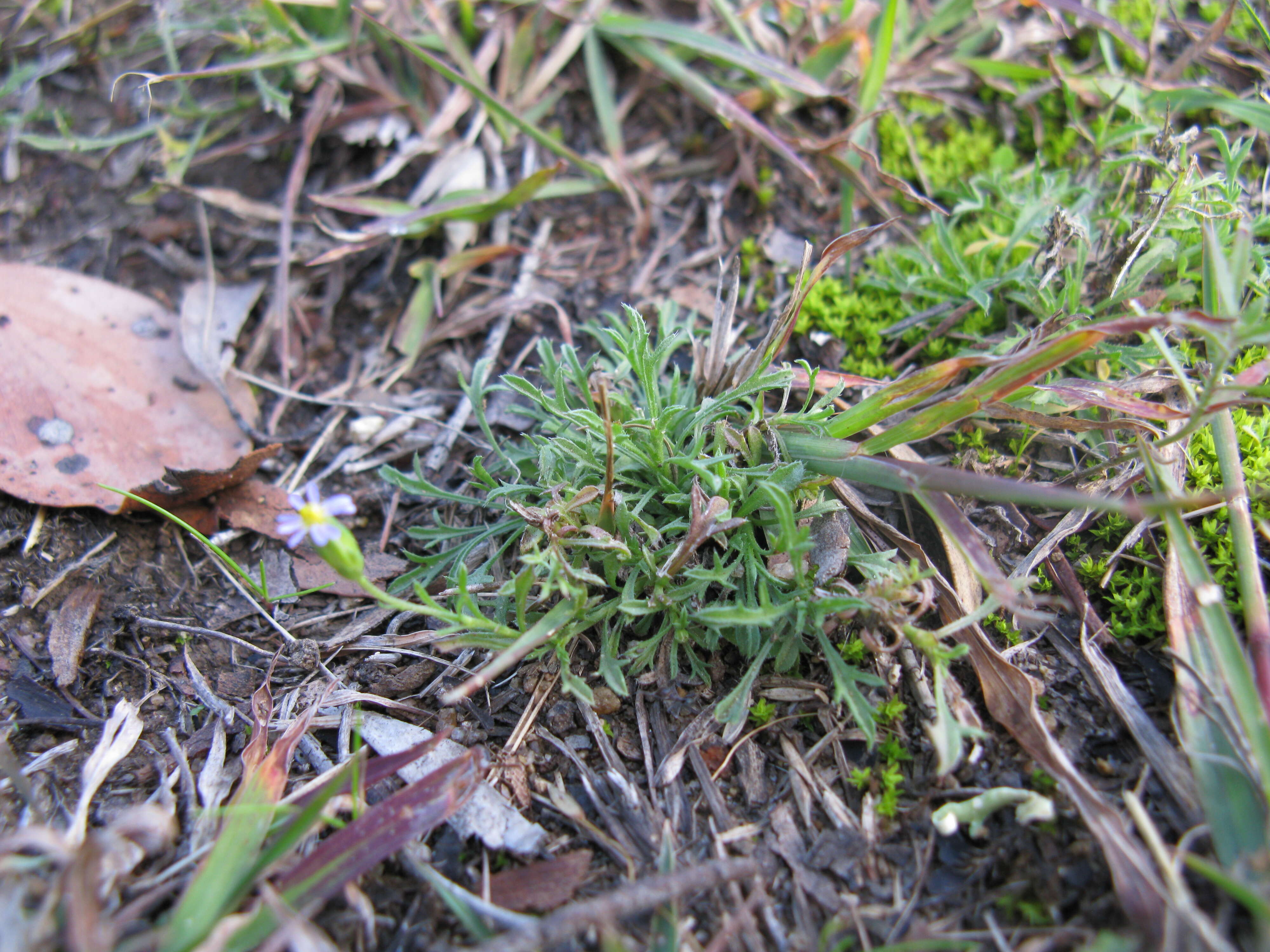 Image of Vittadinia muelleri N. T. Burbidge