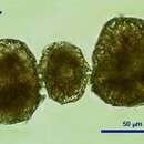 صورة Peridinium gatunense