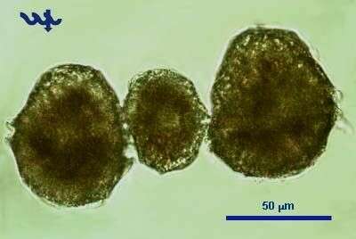 صورة Peridinium gatunense