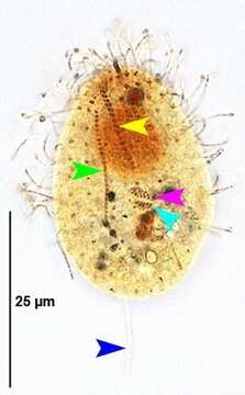 Image of Ctedoctematidae