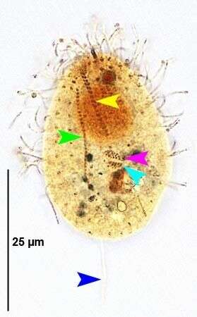 Image de Ctedoctematidae