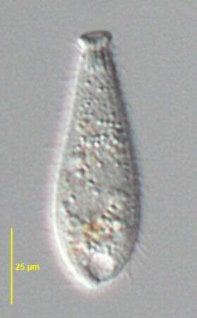 Image of Enchelydium fusidens Kahl 1930