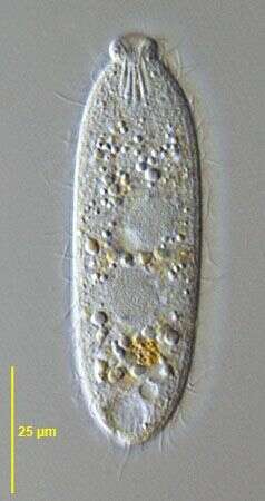 Image de Enchelydium fusidens Kahl 1930