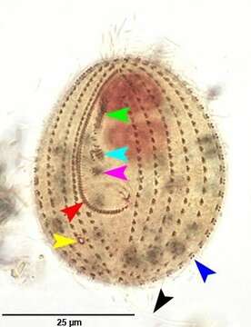 Image of Calyptotricha pleuronemoides Phillips 1882