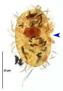 Image of Dexiotrichides centralis (Stokes 1885) Kahl 1931