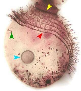 Image of Phascolodon vorticella