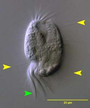 Imagem de Diophryopsis histrix (Buddenbrock 1920) Hill & Borror 1992