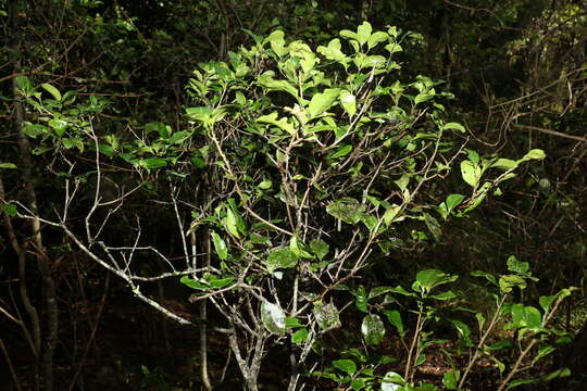 Image of Rhysotoechia