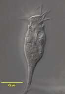 Image of Opercularia Goldfuss 1820