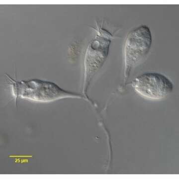 Image of Opercularia Goldfuss 1820