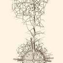 Image of <i>Octodendron spathillatum</i>