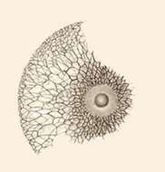 Image de Plegmosphaera Haeckel 1881