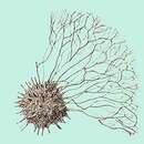 Image of Spongodrymus elaphococcus Haeckel 1887