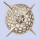 Image of Hexacontium aristarchi (Haeckel) Boltovskoy & Riedel 1980