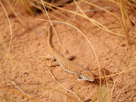 Plancia ëd Acanthodactylus dumerilii (Milne-edwards 1829)