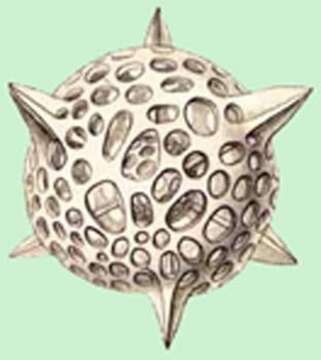 Image of Hexalonche Haeckel 1881