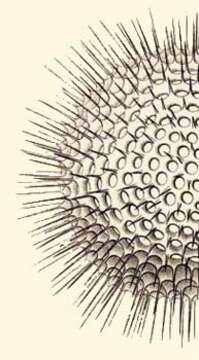 Image of Acanthosphaera castanea Haeckel 1887