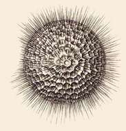 Image of Cromyomma Haeckel 1862