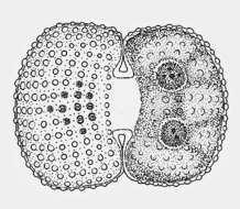 Image of Cosmarium conspersum Ralfs 1848