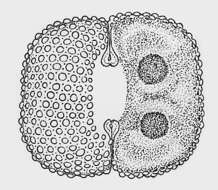 Image of Cosmarium quadrum