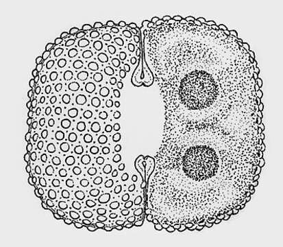 Image of Cosmarium quadrum