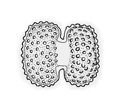 Image of Cosmarium reniforme (Ralfs) W. Archer 1874