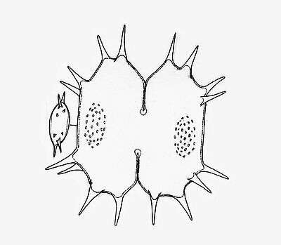 Image of Xanthidium antilopaeum Kützing 1849