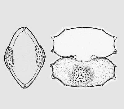 Image of Xanthidium groenlandicum R. Boldt