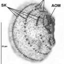 Image of Leptopharynx costatus