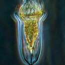 Image of Canthariella pyramidata (Jörgensen 1924) Kofoid & Campbell 1929