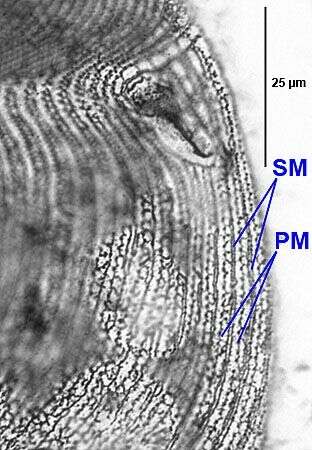 Image of Turaniellidae