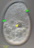 Image of Turaniellidae