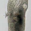 Image of Urostyla grandis