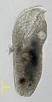 Image of Urostyla grandis