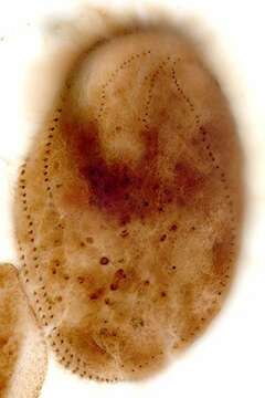 Image of Urostyla grandis