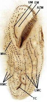 Image of Urostyla grandis