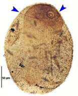 Image of <i>Zosterodasys henarensis</i> Fernandez-Leborans & Alekperov 1996