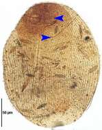 Image of <i>Zosterodasys henarensis</i> Fernandez-Leborans & Alekperov 1996