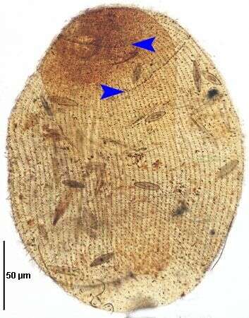 Image of <i>Zosterodasys henarensis</i> Fernandez-Leborans & Alekperov 1996