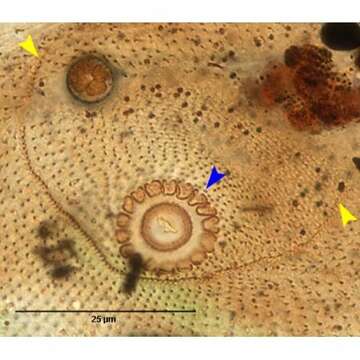 Image of <i>Zosterodasys henarensis</i> Fernandez-Leborans & Alekperov 1996