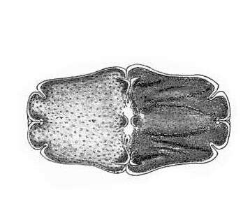 Image of Euastrum crassum